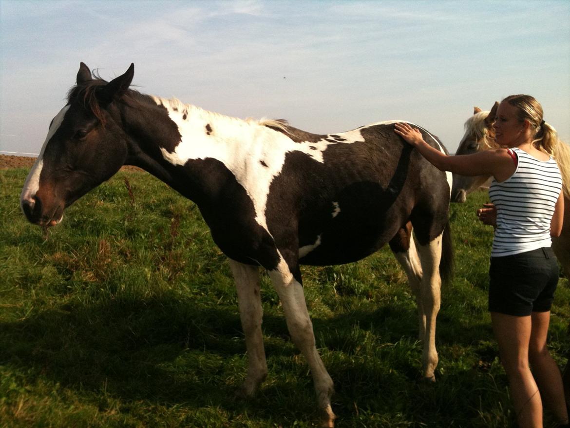 Pinto Take a chance himmelhest - ja klø mig lige der billede 13