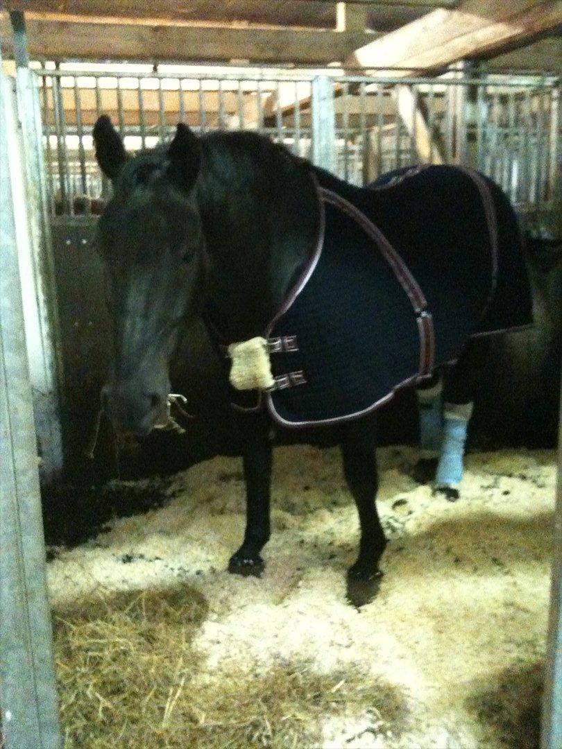 Oldenborg Max himmelhest - nyt dækken billede 13