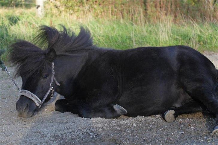 Shetlænder Tøffe billede 10