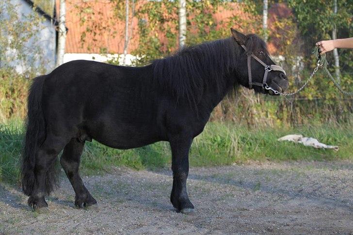 Shetlænder Tøffe billede 11