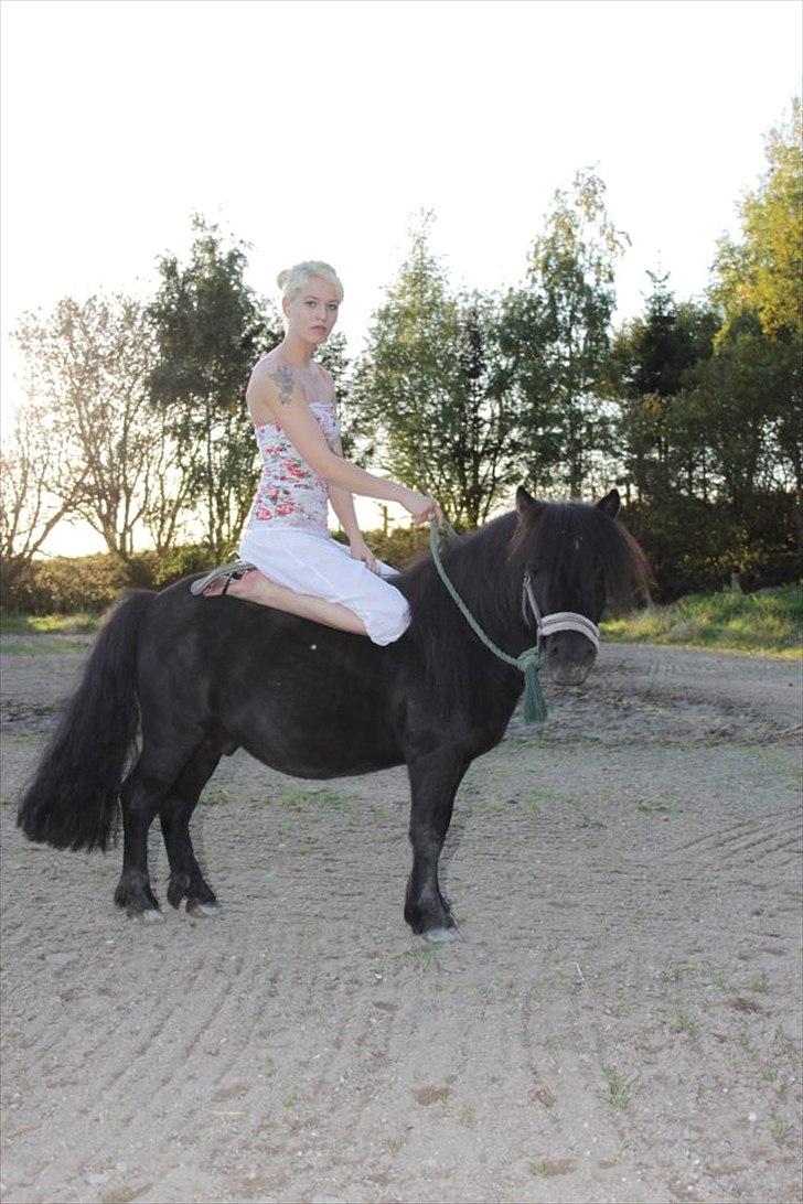 Shetlænder Tøffe billede 12