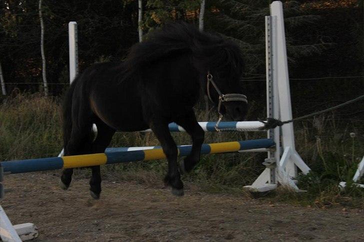 Shetlænder Tøffe billede 13