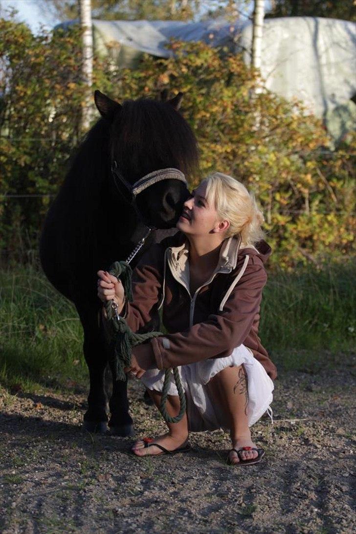 Shetlænder Tøffe billede 14