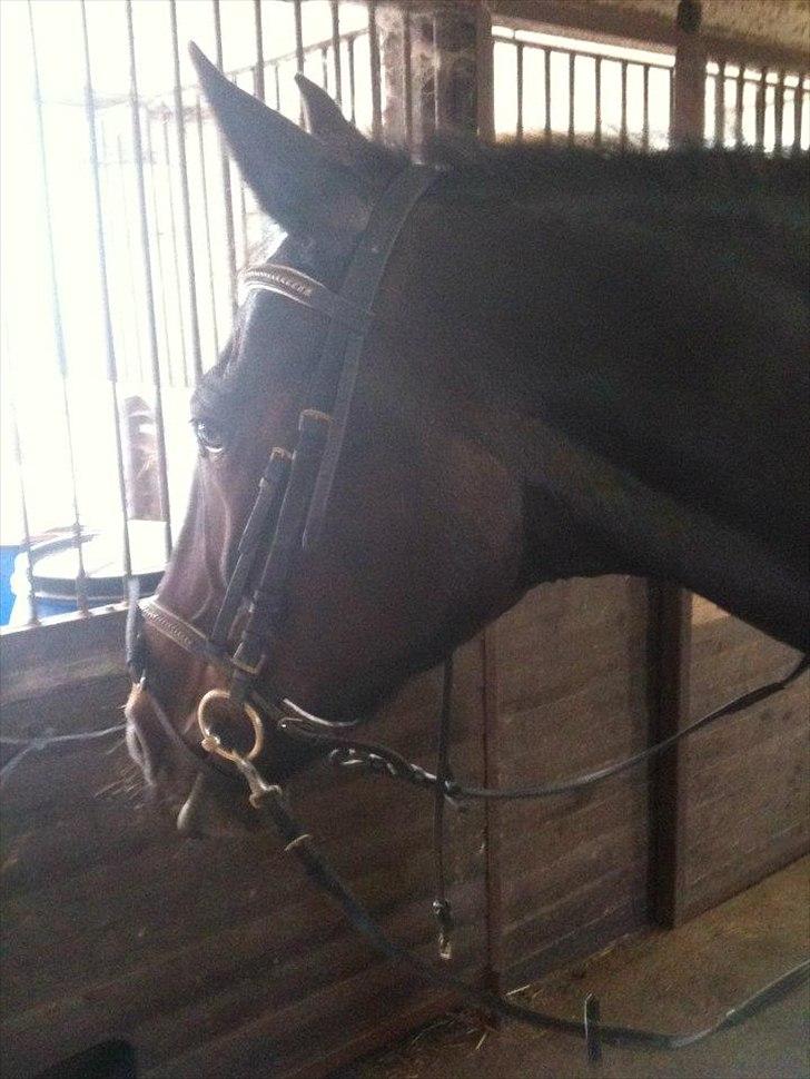 Traver Bella Donna billede 6