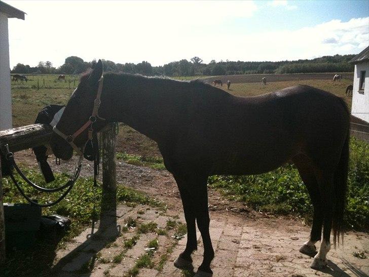 Traver Bella Donna billede 7