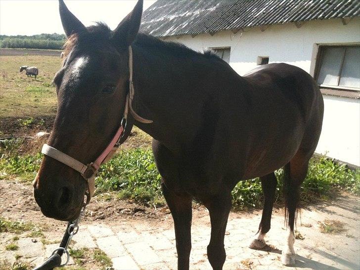 Traver Bella Donna billede 8