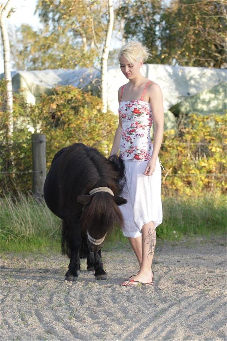 Shetlænder Tøffe billede 15