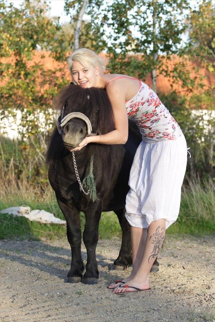 Shetlænder Tøffe billede 16