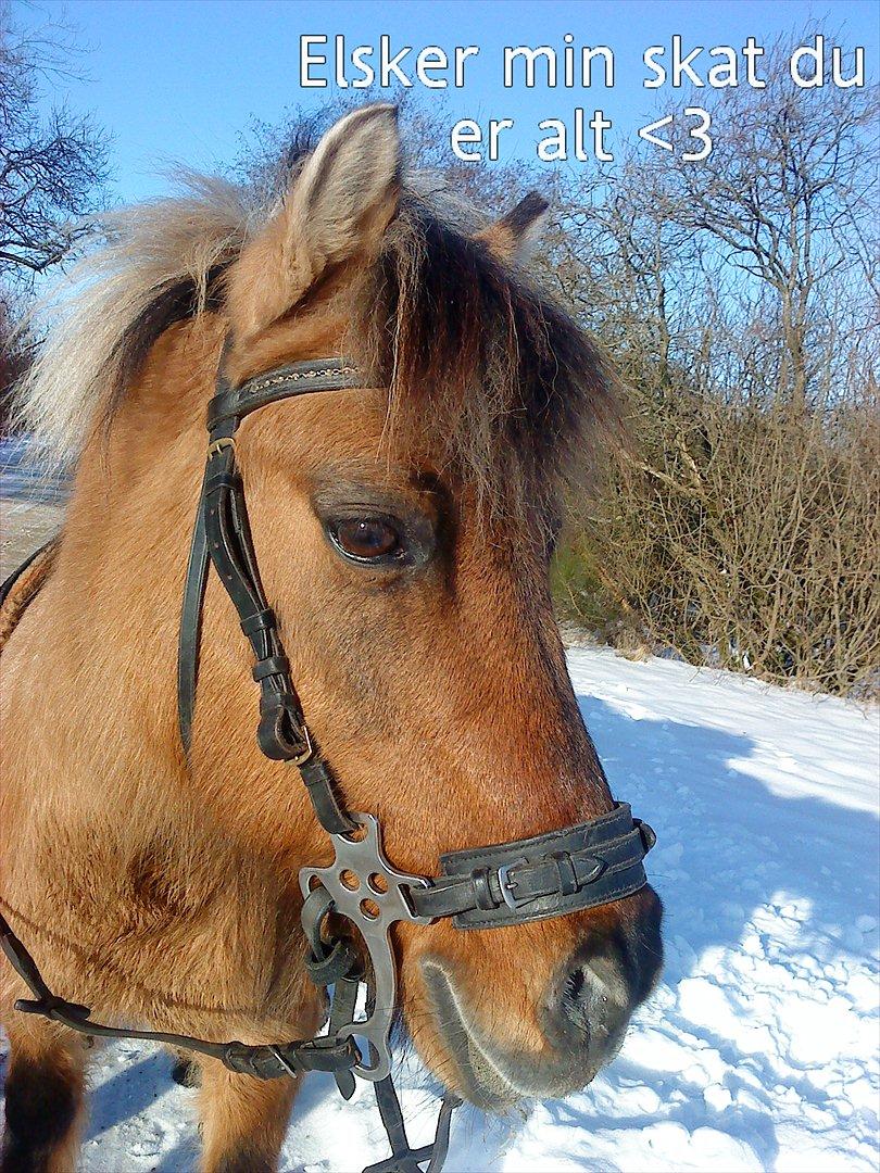 Anden særlig race Gulla billede 12
