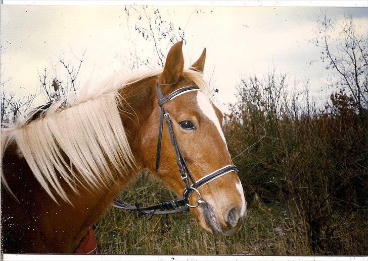 Traver Pan (Paw)R.I.P billede 1