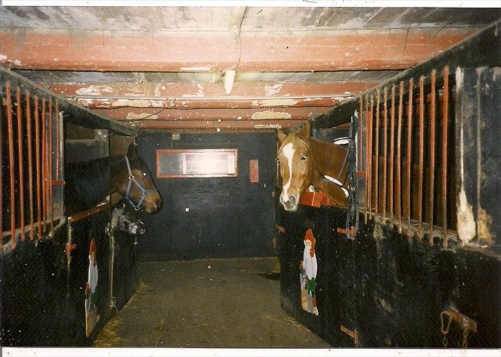 Traver Pan (Paw)R.I.P billede 4