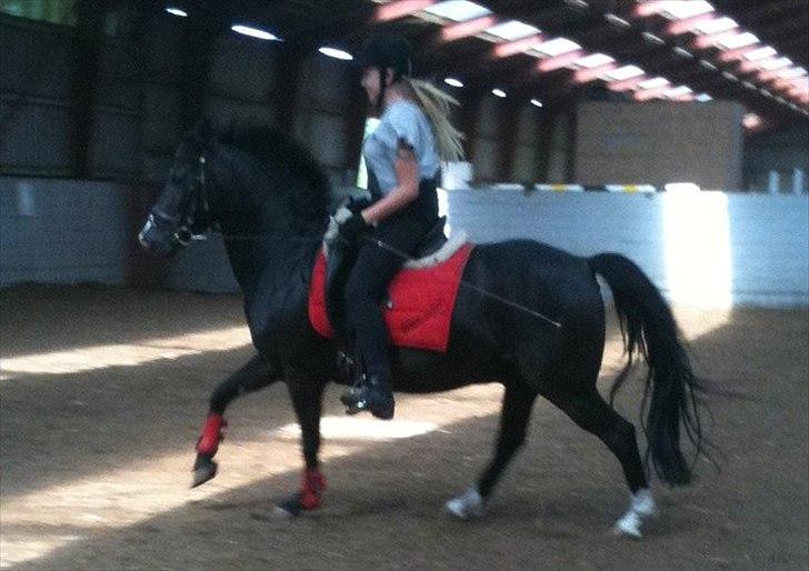 Anden særlig race Prins Løjser billede 13