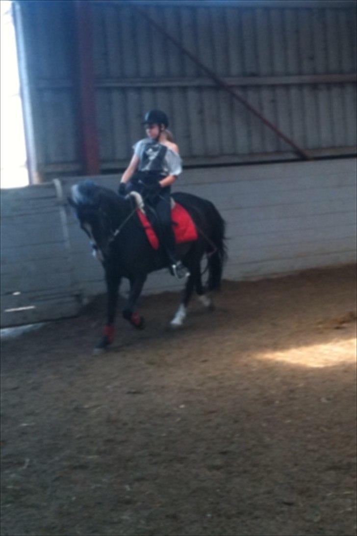 Anden særlig race Prins Løjser billede 15