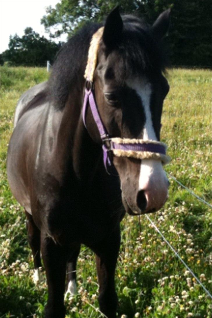 Anden særlig race Prins Løjser billede 16
