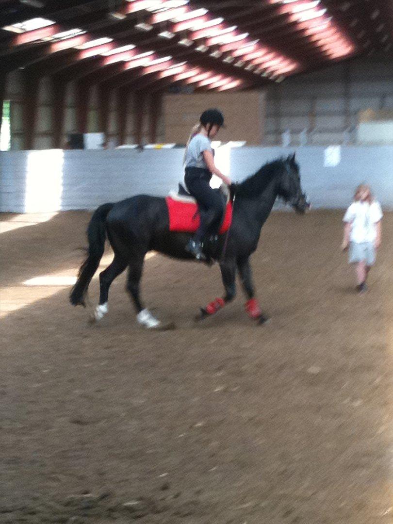 Anden særlig race Prins Løjser billede 18