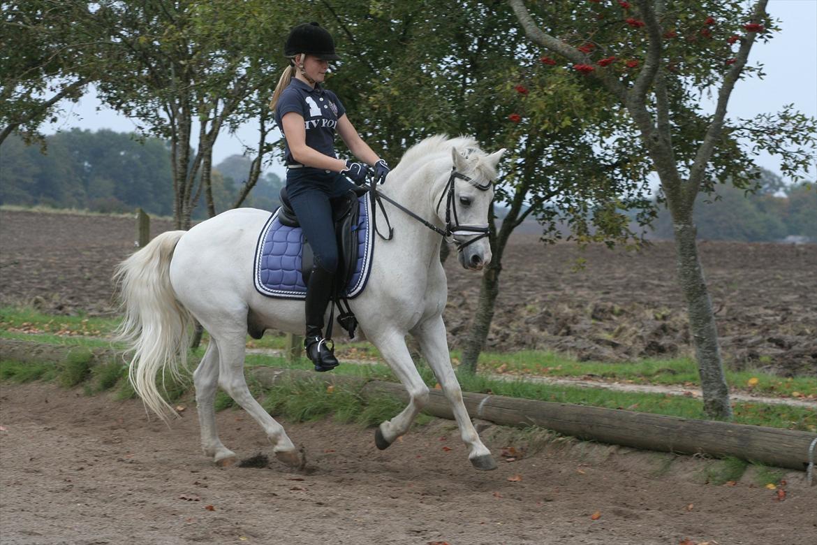 Anden særlig race Julius, **A-PONY** billede 14