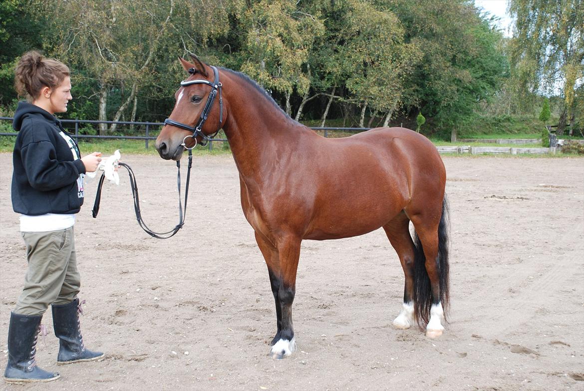 Welsh Pony af Cob-type (sec C) Aberlour Albin billede 1