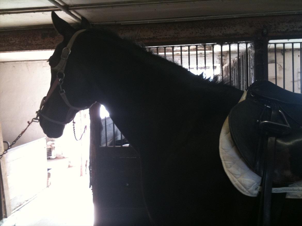 Traver Bella Donna billede 9