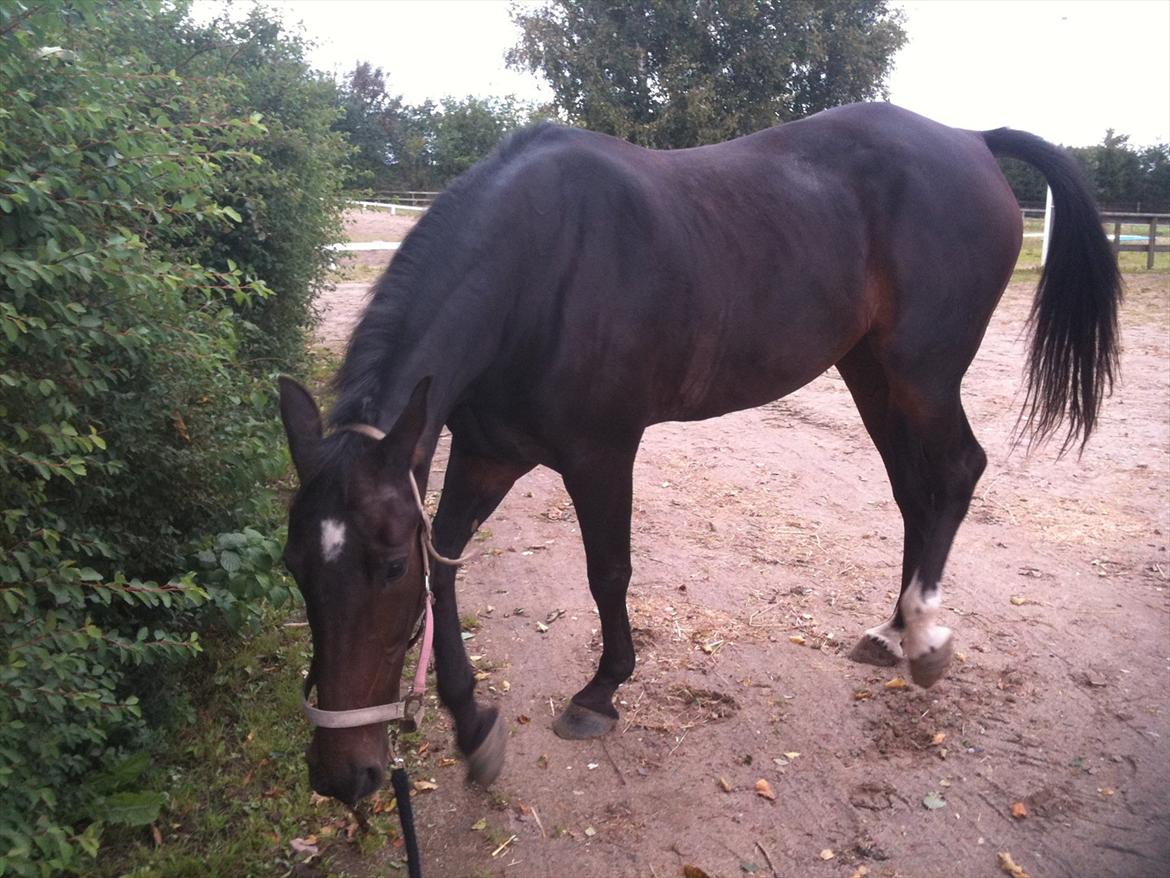 Traver Bella Donna billede 10