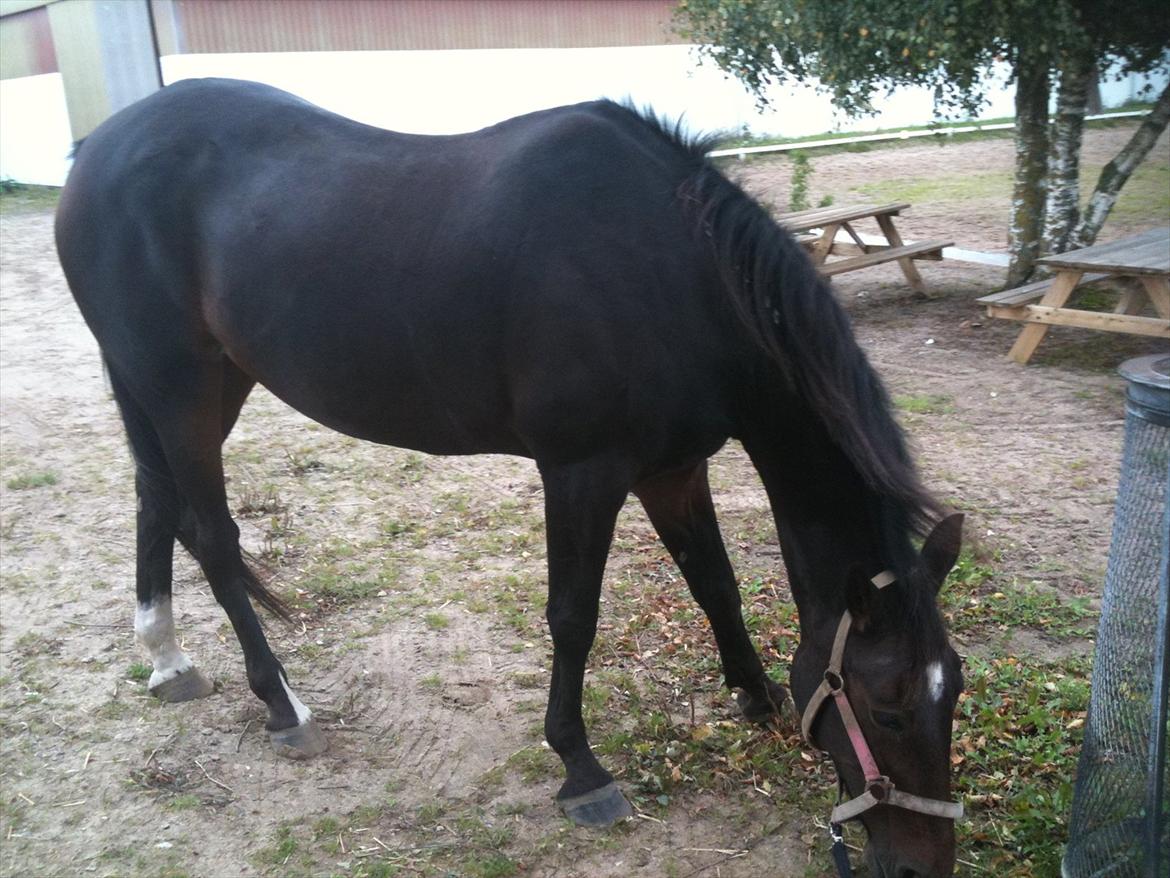 Traver Bella Donna billede 11