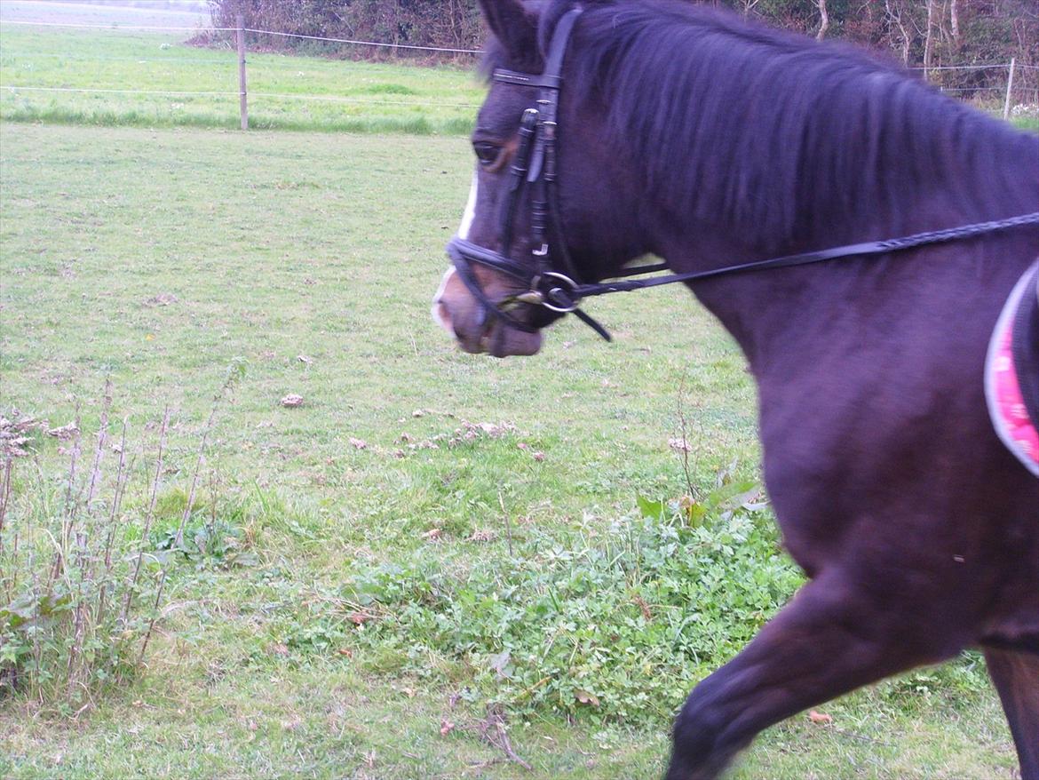 New Forest Cherie billede 7