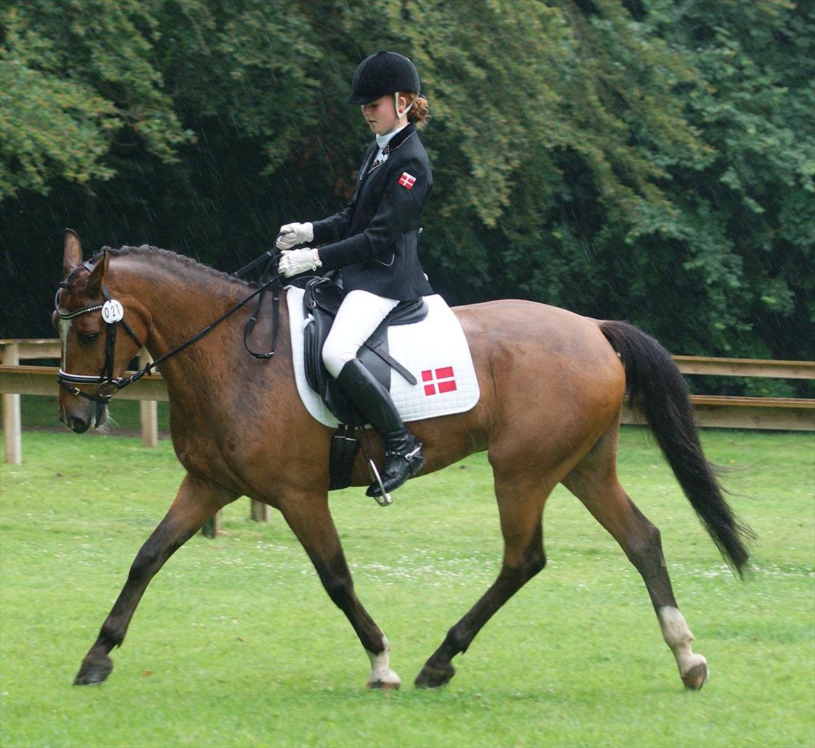 Anden særlig race Cilas Regal A-pony - Nordic opvarmning!<3 billede 10