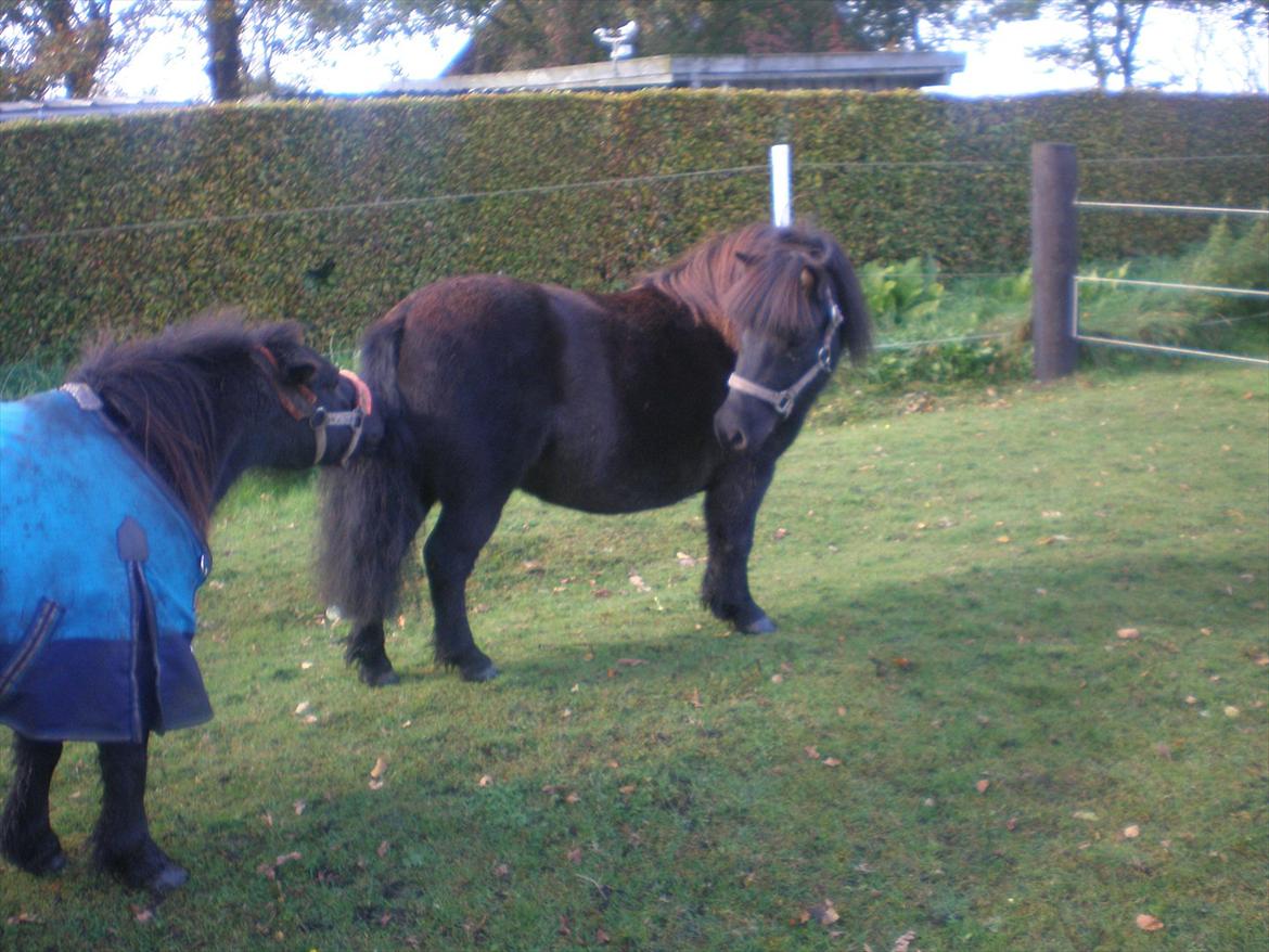 Shetlænder Kirkebakkens Regina ( Rille) - Hej Victoria :) billede 11