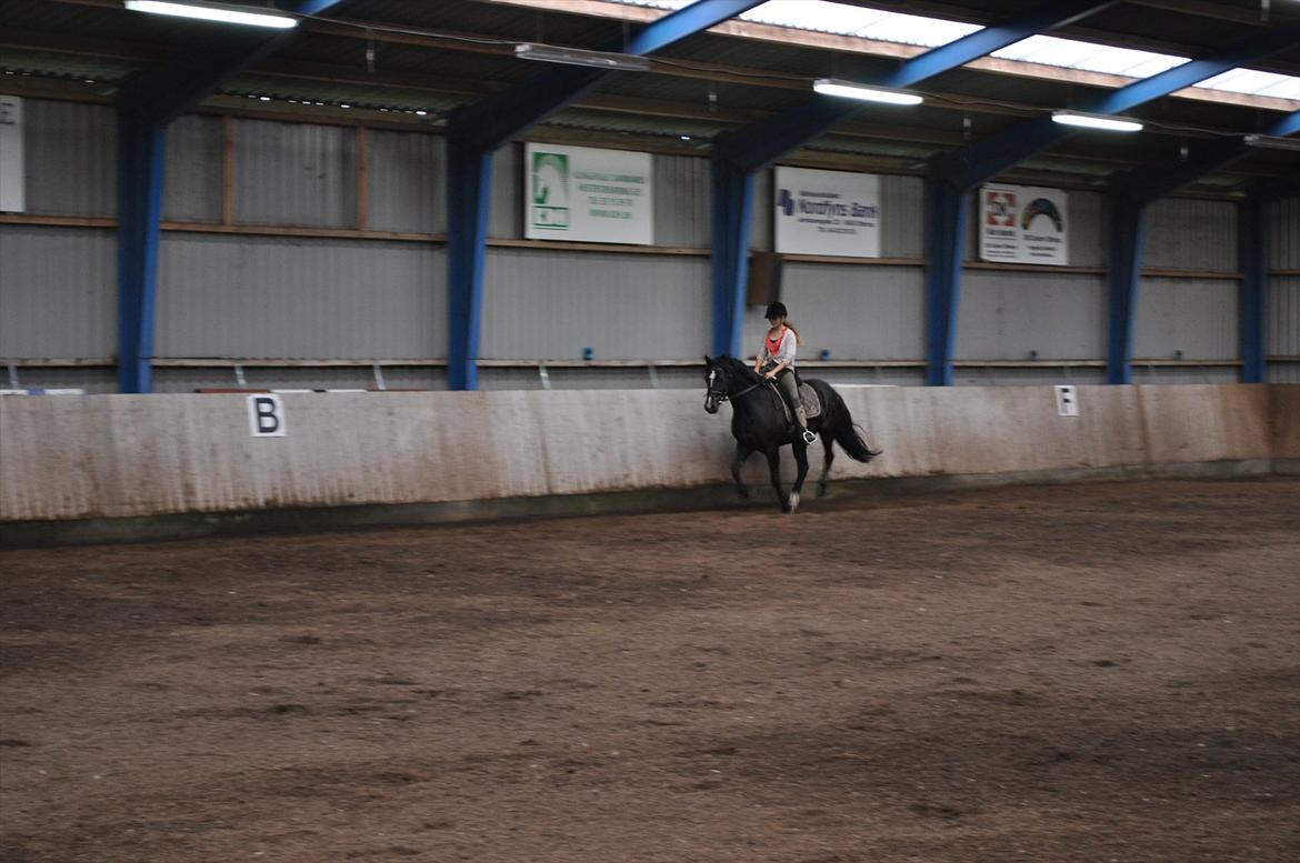 Welsh Cob (sec D) Låddenshøj Armarni  (solgt) - en af de første gange jeg red ham, da vi havde købt ham. :-D billede 2