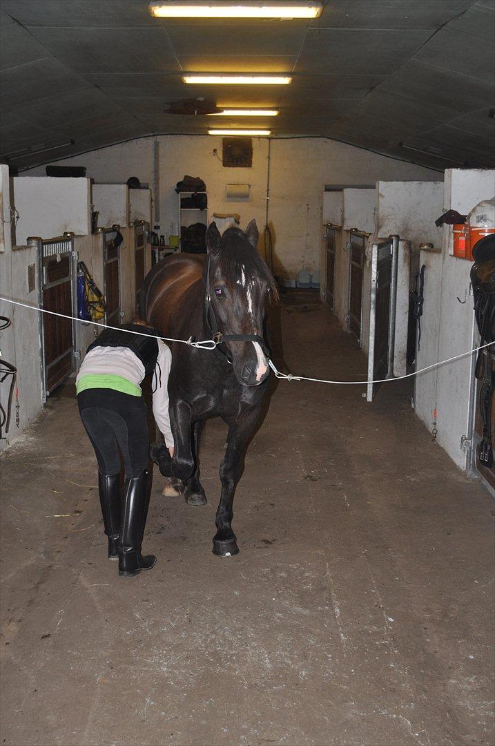 Welsh Cob (sec D) Låddenshøj Armarni  (solgt) - det var da jeg var oppe og prøve ham :-D billede 3