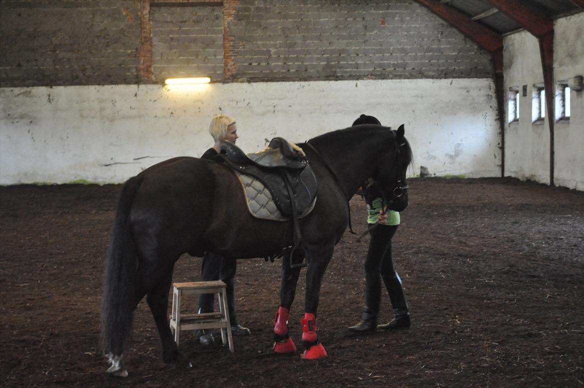 Welsh Cob (sec D) Låddenshøj Armarni  (solgt) - også da jeg prøvede ham. :-D billede 4