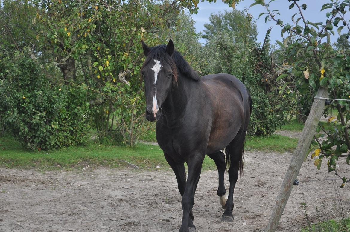 Welsh Cob (sec D) Låddenshøj Armarni  (solgt) - på vores fold billede 5