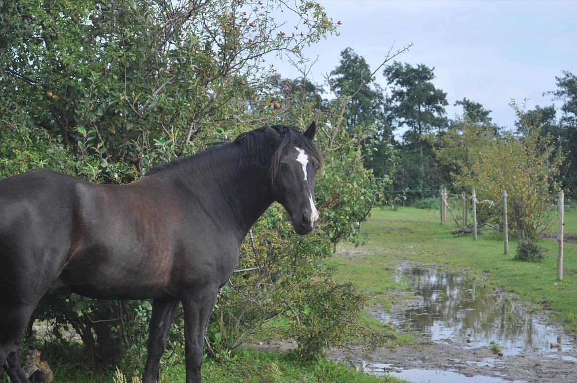 Welsh Cob (sec D) Låddenshøj Armarni  (solgt) - også på vores fold :-D billede 6