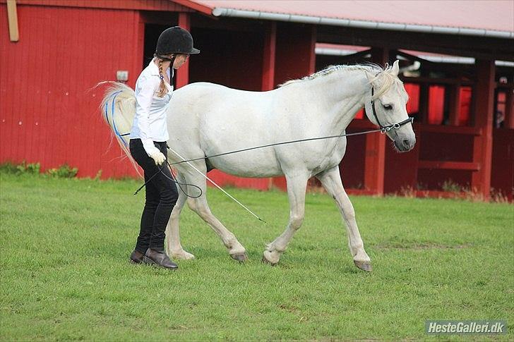 Connemara - Baloo <3 ! - Store Hestedag 2011 - Akademisk Show i Ring 1. Det var en super oplevelse, og en dejlig bekræftigelse, at Baloo var så sød, så sød! :) billede 18