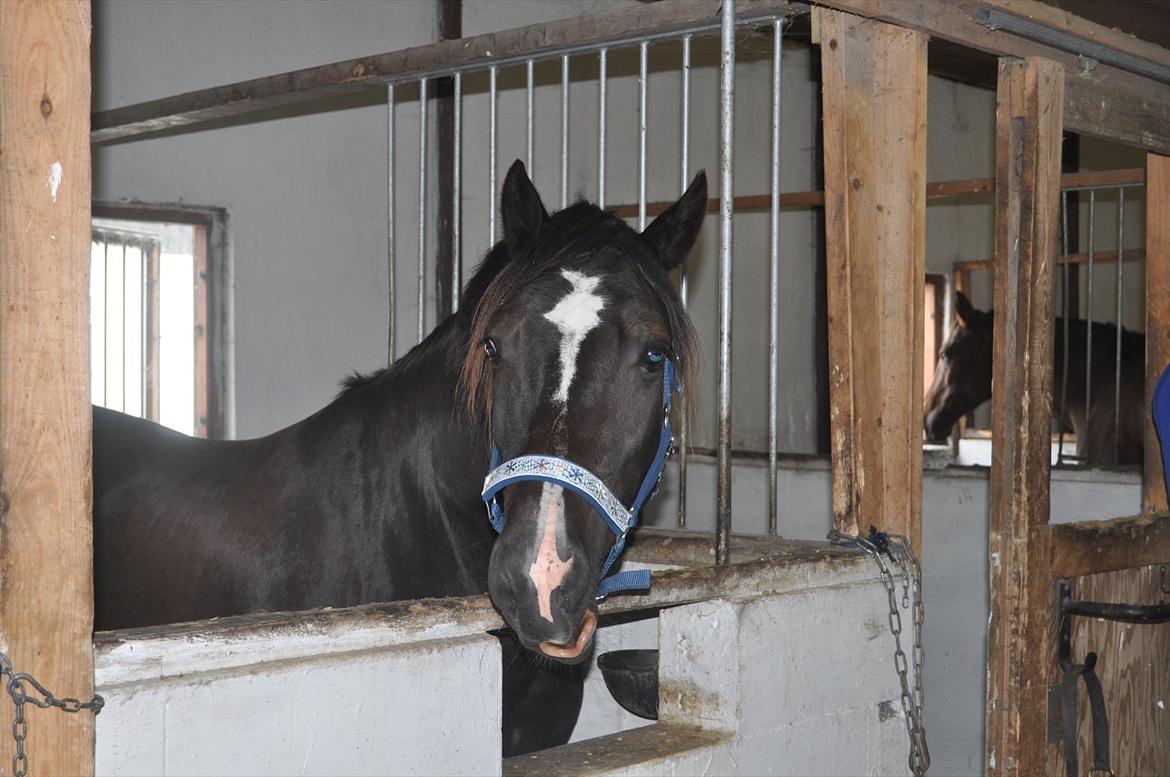 Welsh Cob (sec D) Låddenshøj Armarni  (solgt) billede 7