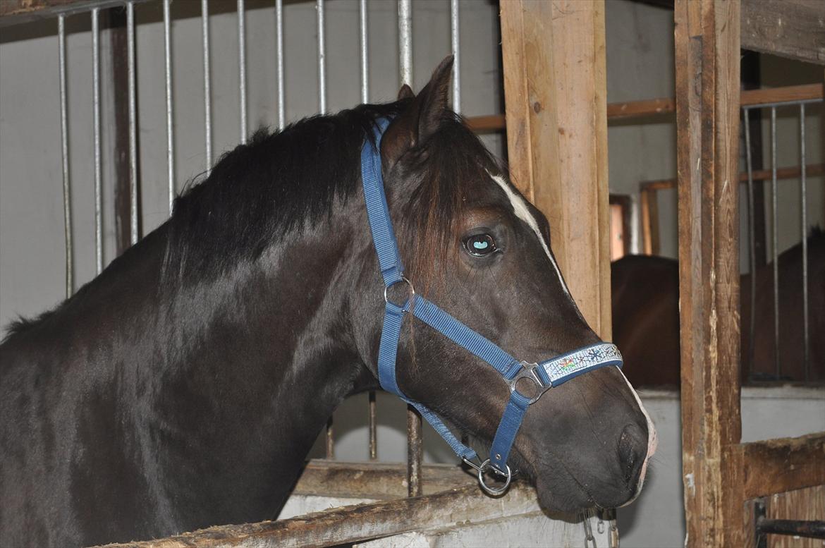 Welsh Cob (sec D) Låddenshøj Armarni  (solgt) billede 8