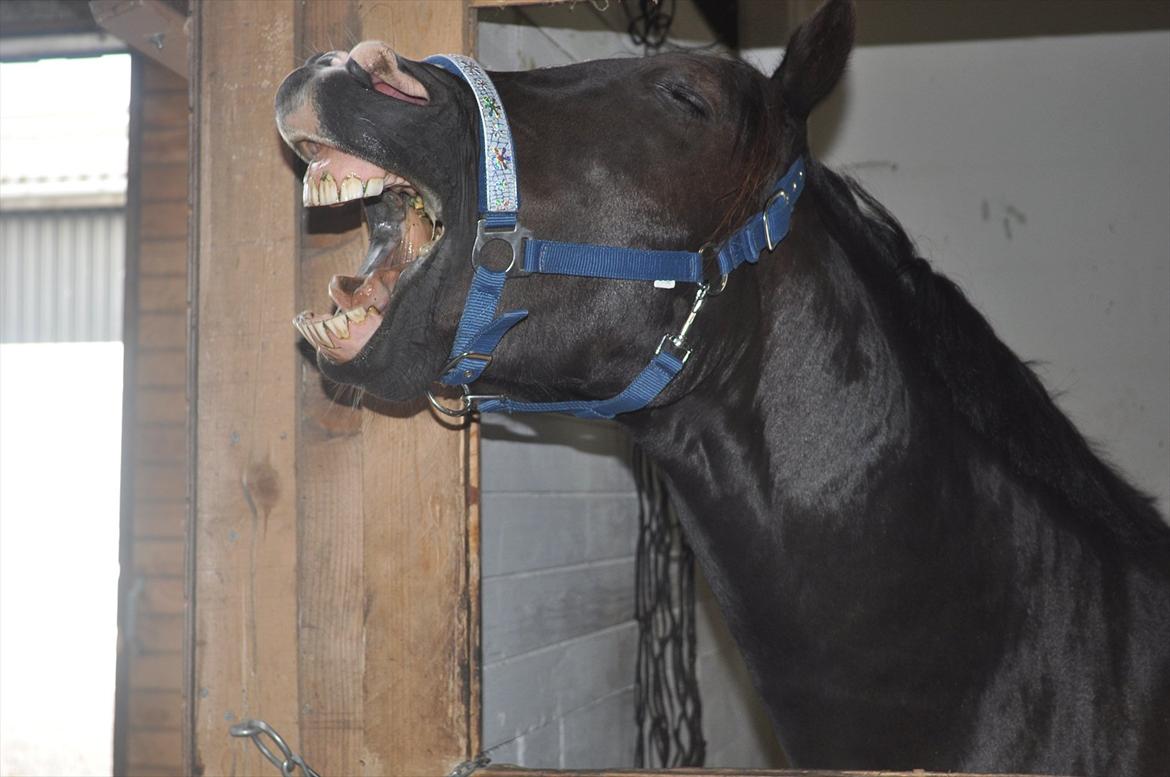Welsh Cob (sec D) Låddenshøj Armarni  (solgt) - Velkommen til min profil :-D
håber i får det hyggeligt. billede 1