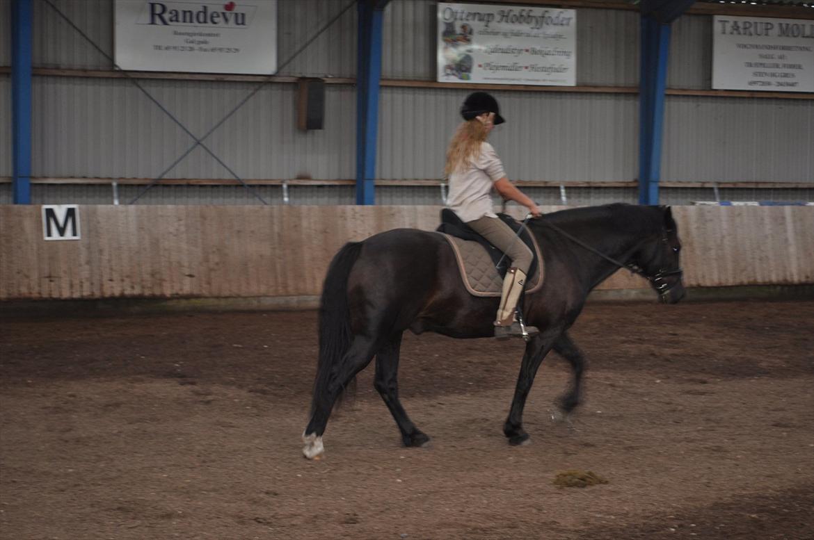 Welsh Cob (sec D) Låddenshøj Armarni  (solgt) billede 9