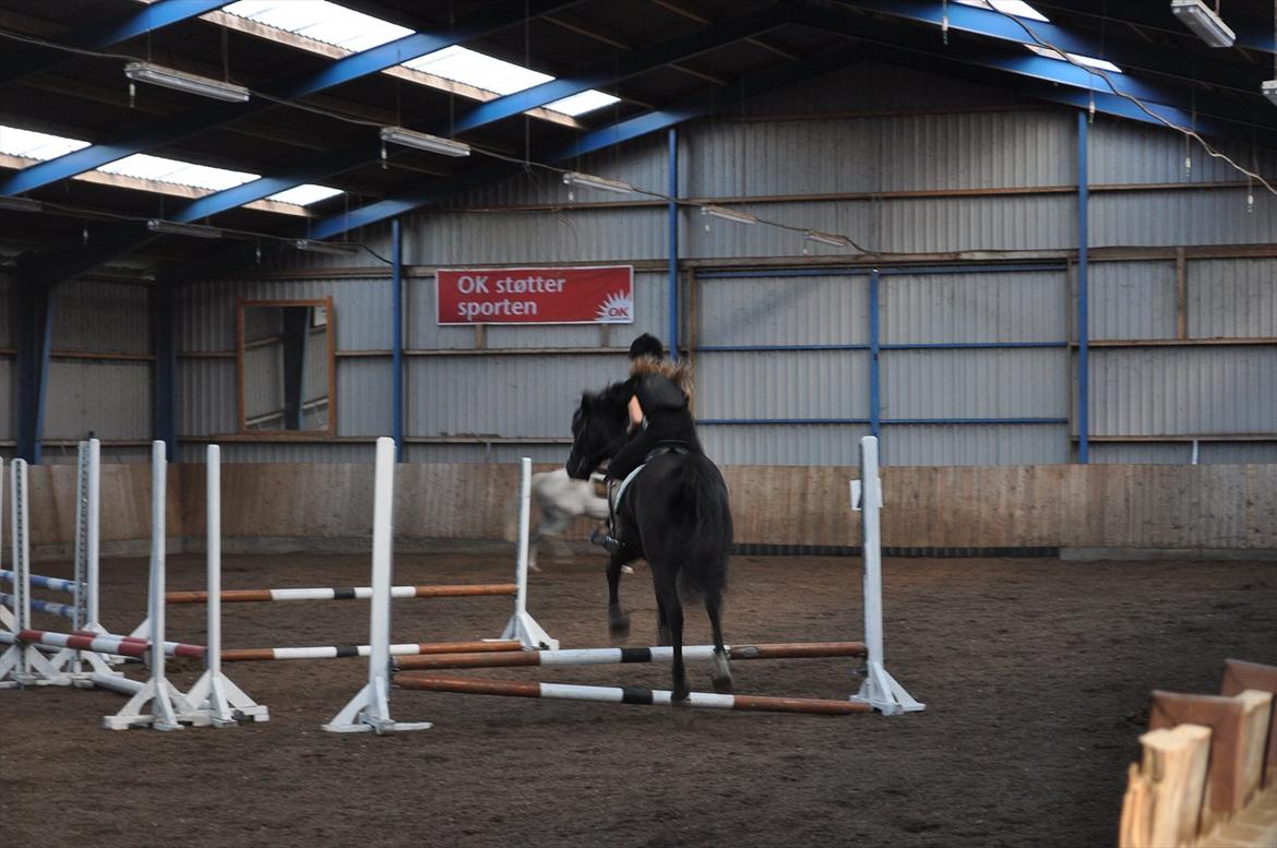Welsh Cob (sec D) Låddenshøj Armarni  (solgt) billede 10