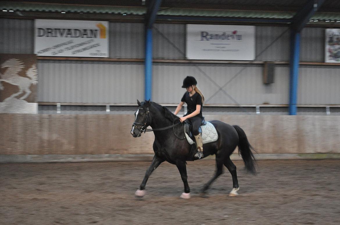 Welsh Cob (sec D) Låddenshøj Armarni  (solgt) billede 11