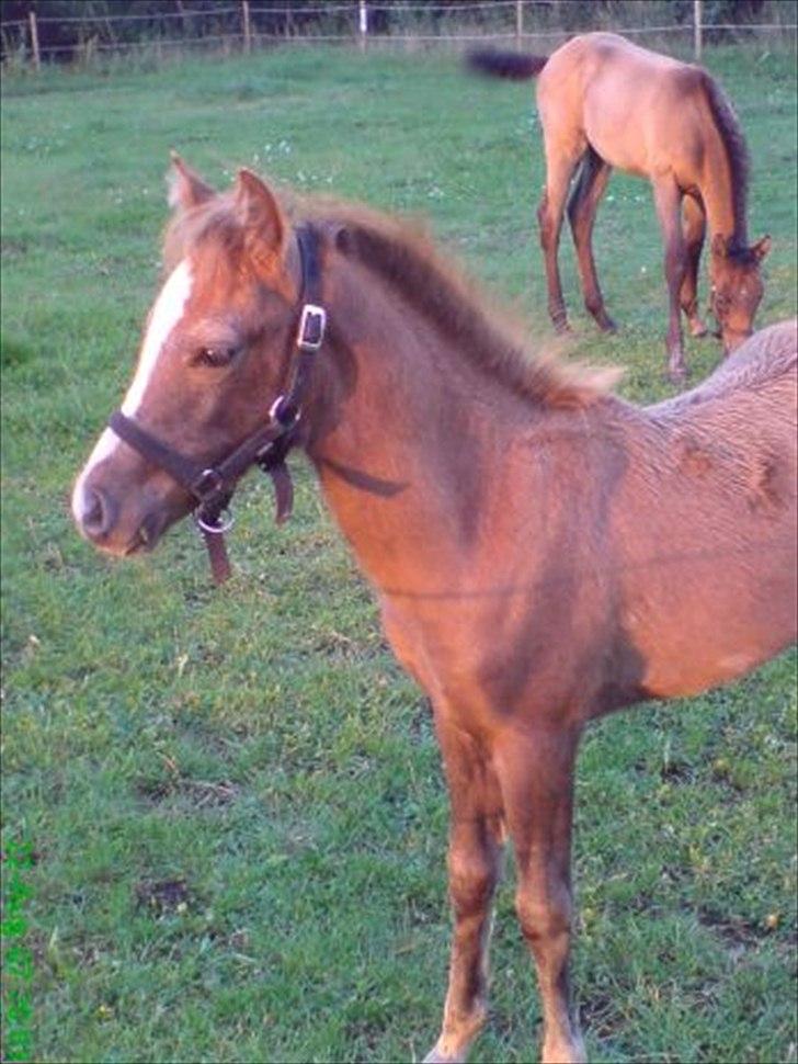 Anden særlig race Diddl (Seruphus's Diddl) - Diddl som føl. 2007. Bagved står hans halvsøster Calypso billede 3