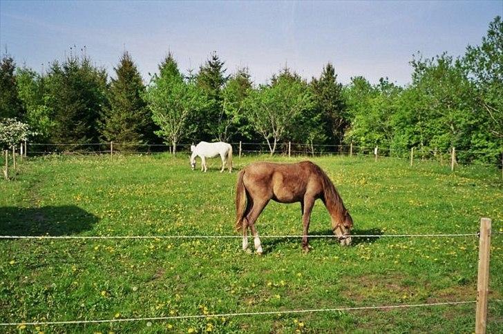 Anden særlig race Diddl (Seruphus's Diddl) - Diddl 1 år billede 4