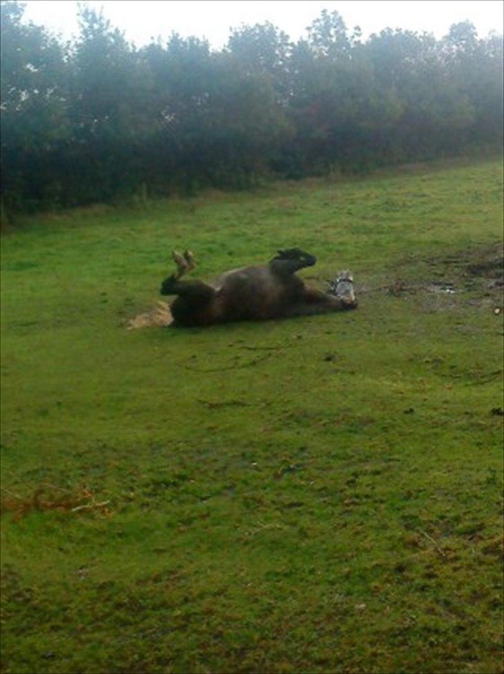 Anden særlig race Diddl (Seruphus's Diddl) - Det er SKØNT at trille sig billede 5