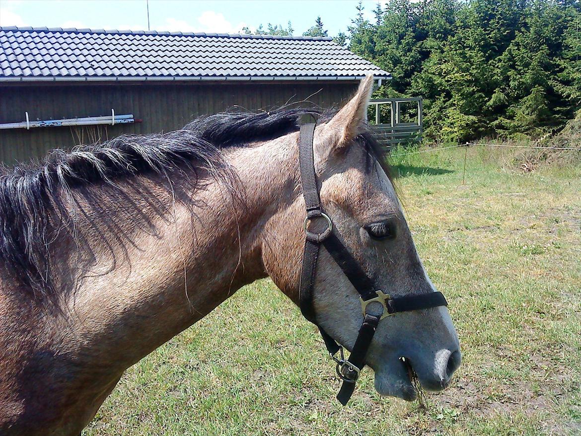 Anden særlig race Diddl (Seruphus's Diddl) - Diddls kønne hoved... juli 2009 billede 7