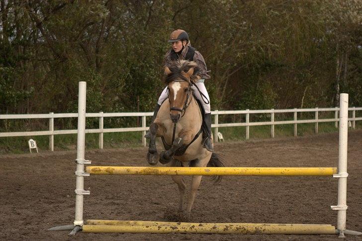 Anden særlig race Lipo Flash - vi springer 85 cm <3<3

(foto CL) billede 16