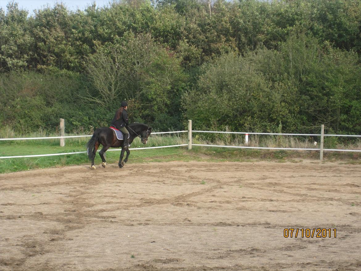 Anden særlig race Bruno (solgt) - vi øver lidt dressur 7/10-11 billede 12