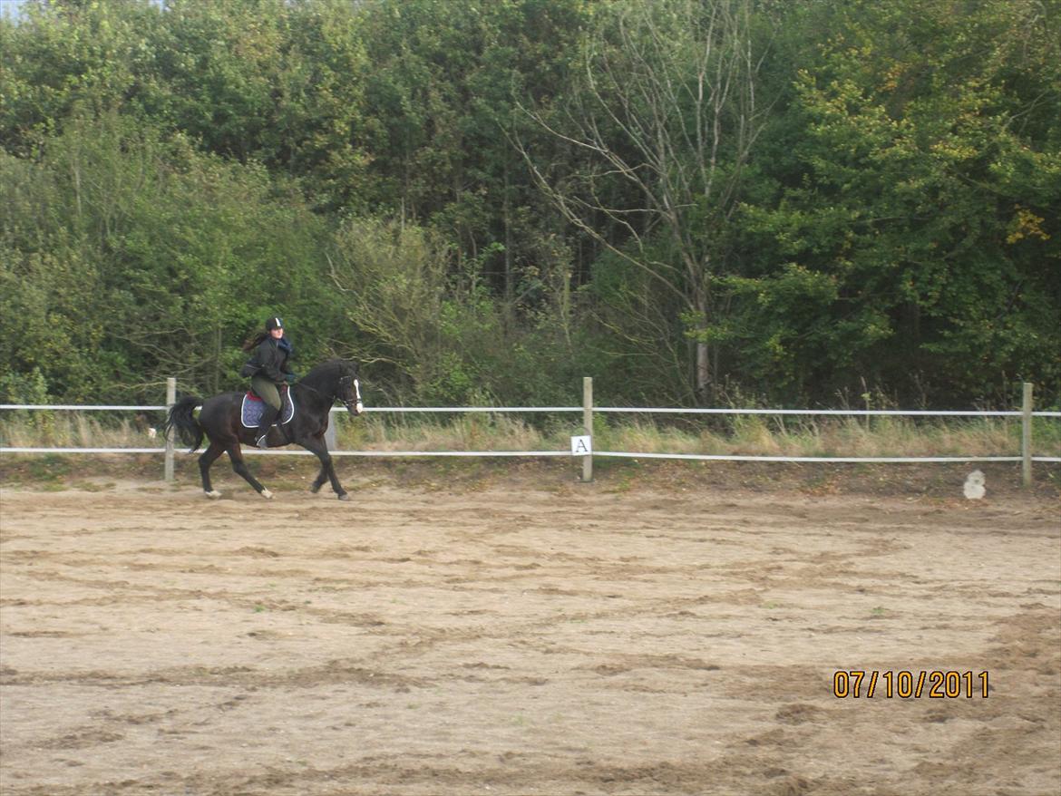 Anden særlig race Bruno (solgt) - lille galop 7/10-11 billede 13