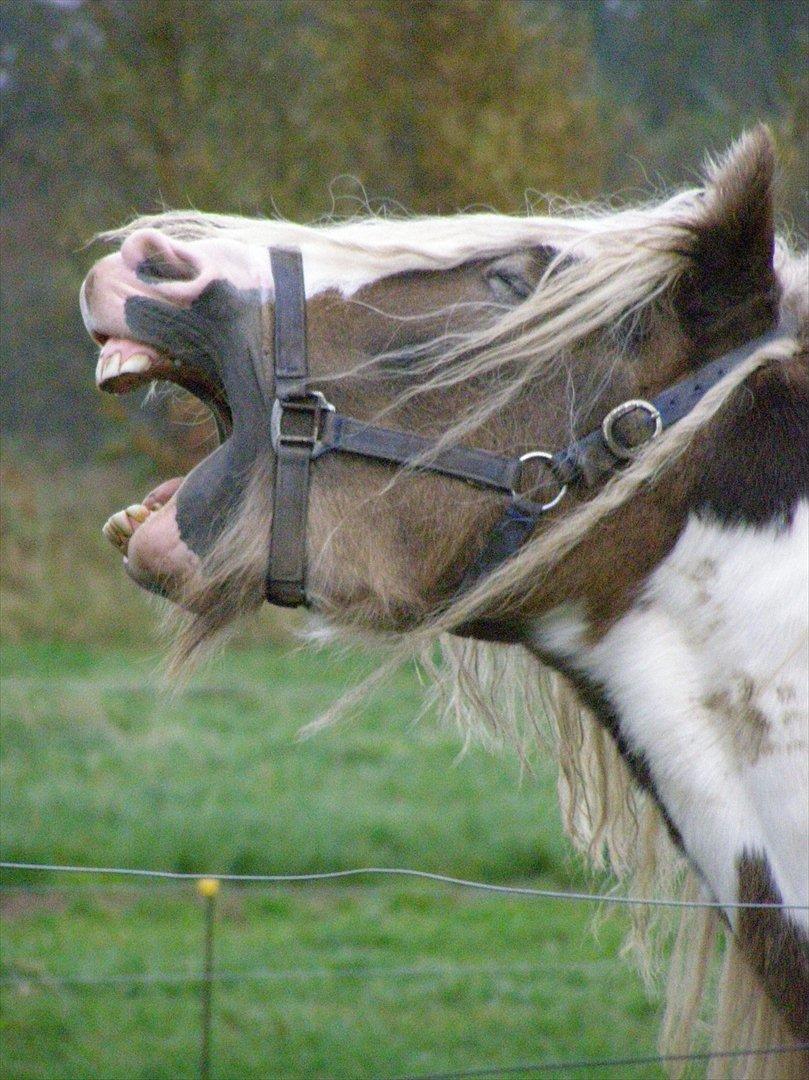 Irish Cob Welsh Warrior AVLSHINGST billede 2