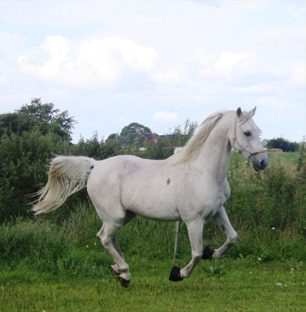 Arabisk fuldblod (OX) Wojak OX 1459 - (Foto: Malene) billede 14