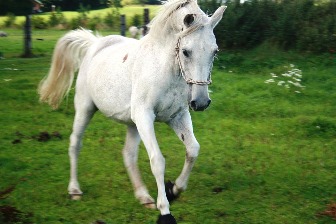 Arabisk fuldblod (OX) Wojak OX 1459 - (Foto: Malene) billede 15