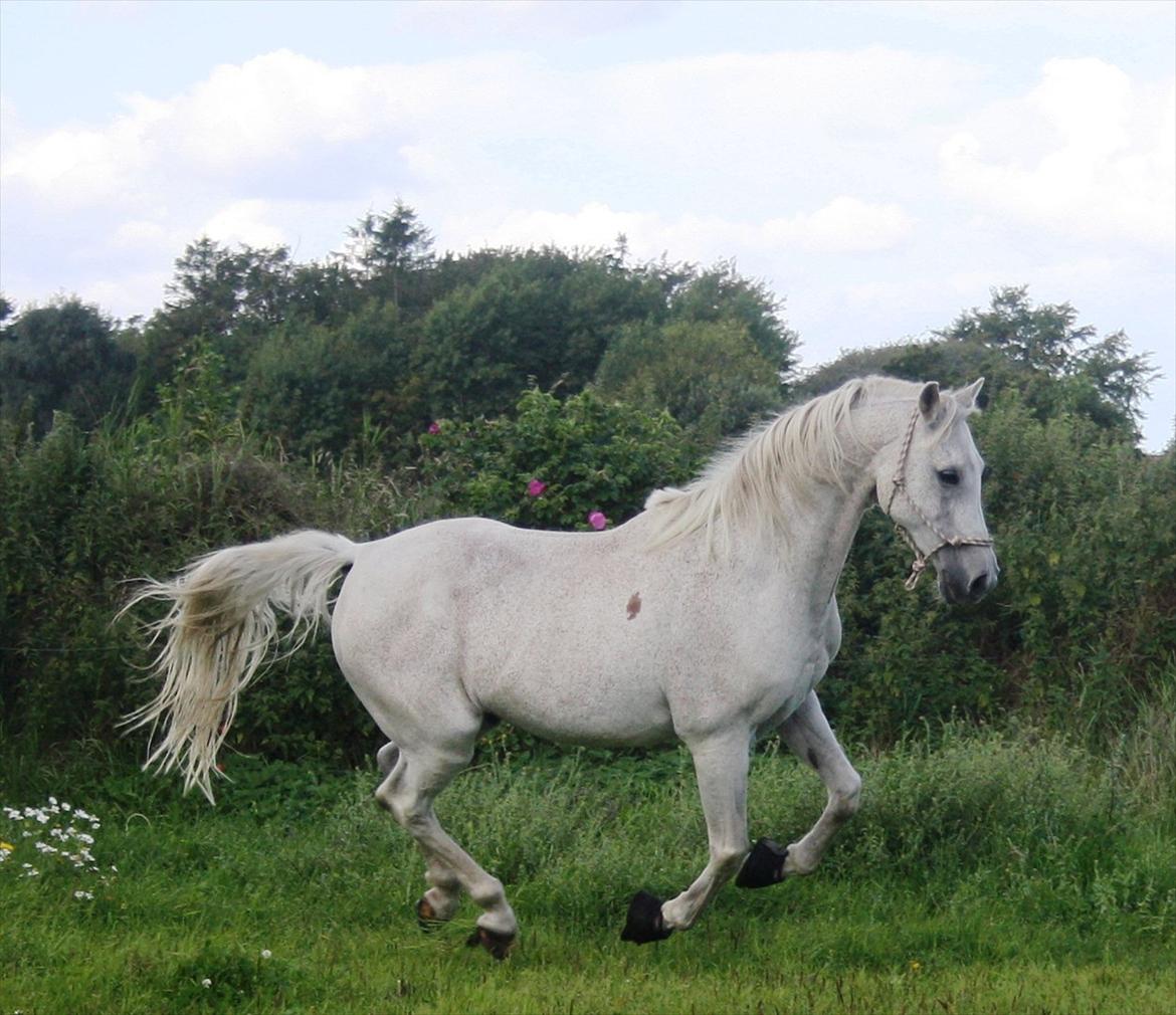 Arabisk fuldblod (OX) Wojak OX 1459 - (Foto: Malene) billede 16